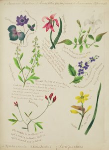 Wilde bloemen (pagina uit een schetsboek met vers)